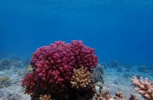Discover Magawish Island with snorkeling cruise and lunch in Hurghada