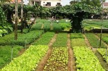 Half-Day Bike Tour to Tra Que Vegetable Village from Hoi An