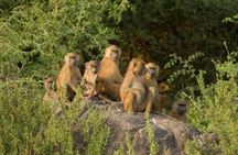Bandia Reserve half-day safari tour from Saly