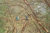 Bandia Reserve half-day safari tour from Somone
