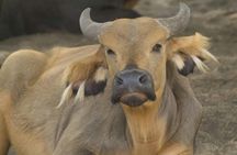 Bandia Reserve half-day safari tour from Somone