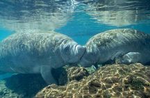 Boat tour from Orlando to snorkel and swim with manatees