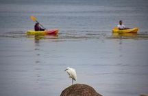 Mangrove 1-Hour Private Kayaking in Al Thakira Reserve