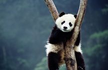 Private Guided Tour to Temple of Heaven, Panda House and Summer Palace