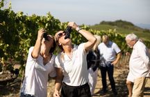 Guided Wine Tour with Tasting in Montalcino
