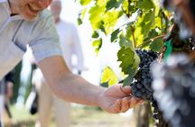 Guided Winery Tour and Gourmet Tasting in Montalcino