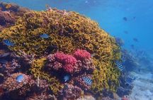 Discover Magawish Island with snorkeling cruise and lunch in Hurghada