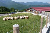 Idiazabal Basque cheese tour from San Sebastian