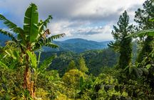 Authentic Blue Mountain Coffee Guided Tour