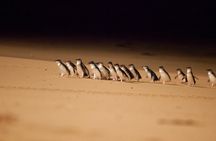 Penguin Parade Express Guided Tour from Melbourne