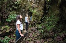 Triple cave experience - Waitomo Glowworm,  Ruakuri and Aranui Cave