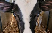 Parmiggiano, Wine and Balsamic Full Day Tour with Lunch from Bologna