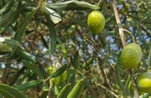 Half-day olive oil harvest experience with lunch and tasting
