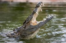 Dubai Crocodile Park Admission Ticket