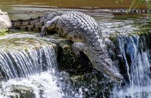 Dubai Crocodile Park Admission Ticket