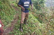 Authentic Blue Mountain Coffee Guided Tour