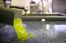 Olive Oil Tasting in a Masseria