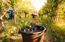 Wine Tasting Experience in Valle d'Itria