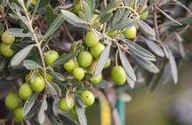 Food and EVO Oil Pairing Masterclass with Tasting in Rome