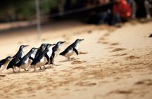 Phillip Island Penguin Parade and Churchill Island Farm Bus Tour