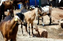 Fuerteventura Villages, Caves and Farm Tour with Lunch