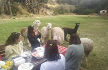 Flavors and Traditions of Peru with a Local Family in Cuzco