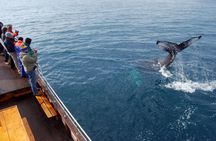 Whale Watching in Husavik