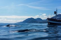 Whale Watching in Husavik