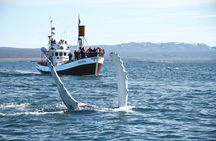 Whale Watching in Husavik