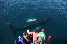 Whale Watching in Husavik