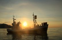 Whale Watching in Husavik