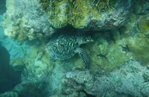 Key West morning reef snorkeling