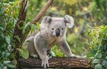 Wildlife, Daintree, Mossman Gorge and Saltwater Crocodiles