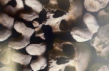 Catacombs and Capuchin Crypt Guided Tour with Transfer