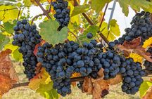 Half-Day Vienna Vineyard and Wine Tour