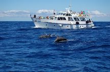 Whale-watching excursion in La Gomera with vintage boat tour