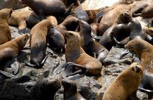 Palomino Islands Boat Tour