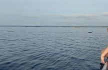 Pula dolphin-watching boat tour with dinner on board