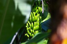 Southern Tenerife Tour with Vilaflor, Banana Plantation & Wine Tasting