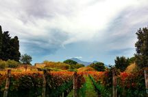 Full-Day Pompeii Ruins and Vesuvius Winery Guided Tour from Sorrento