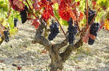 Wine cellar visit and tasting with lunch included  in La Rioja