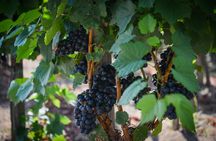 Guided Vineyard Tour and Wine Tasting on Lipari Island