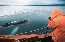 Eco-friendly whale watching (carbon-neutral tour)