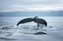 Eco-friendly whale watching (carbon-neutral tour)