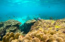 Private Speedboat Tour from Phi Phi to Maya Bay with Lunch