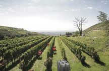 Valpolicella Wine and Food Tour With Transfer From Garda Lake