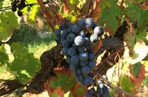 Small Group Tour with Brunch and Wine Tasting from Cagliari