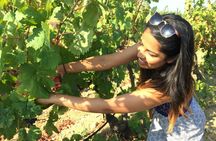 Small Group Tour with Brunch and Wine Tasting from Cagliari