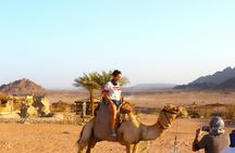 Quad experience in the Sahara with dinner from Sharm El Sheikh