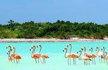 Holbox Island day trip with boat tour and lunch
